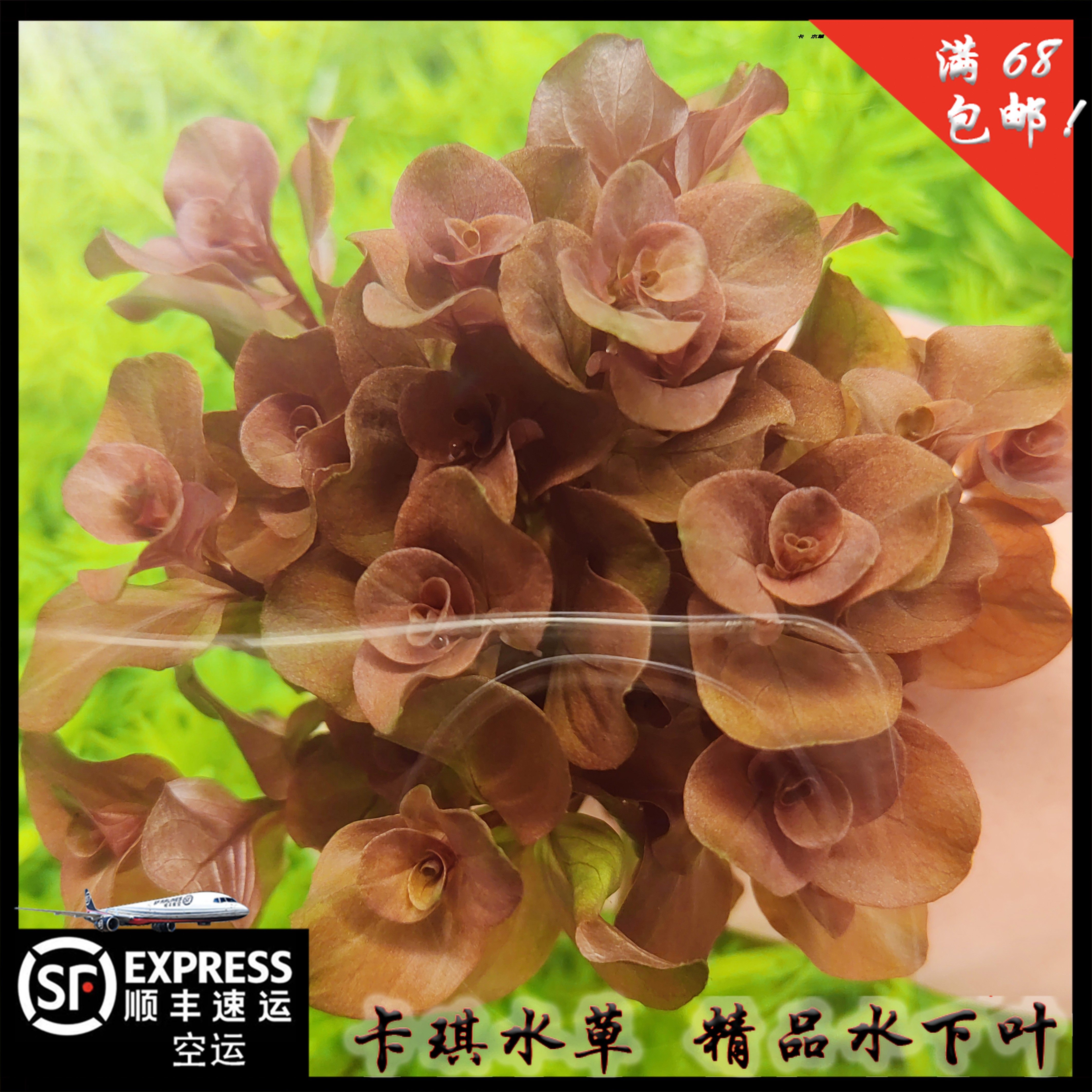 卵叶丁香 精品水下叶阳性草中后景水草淡水草缸厂家直销