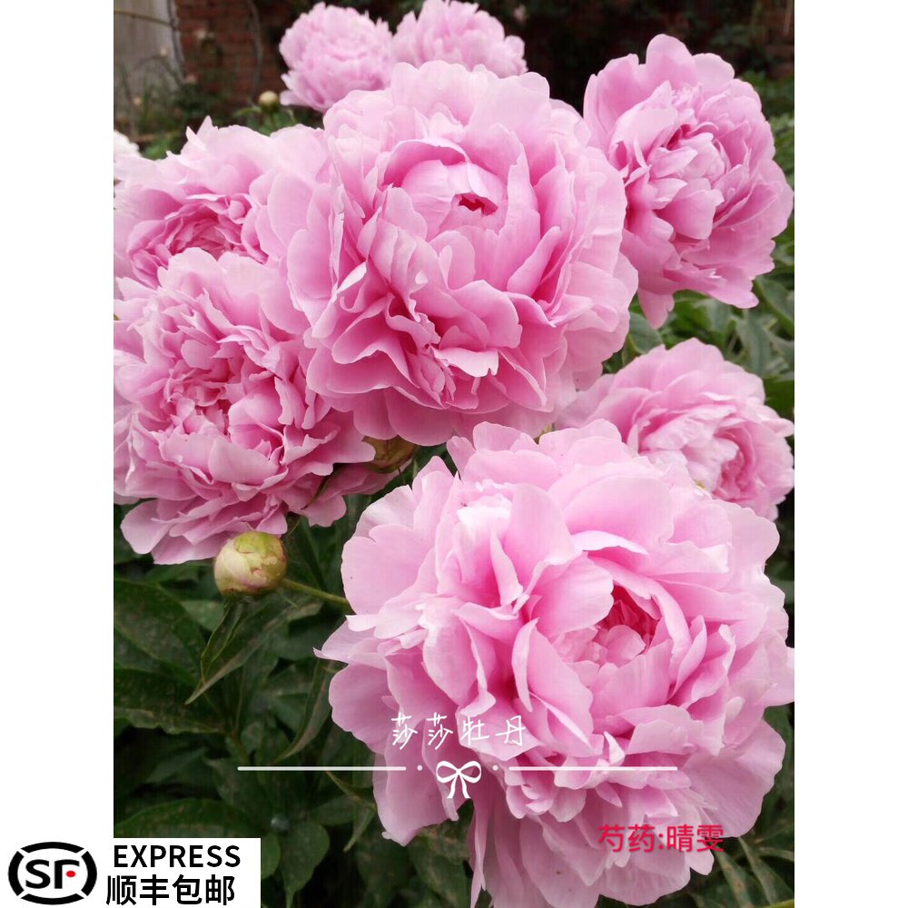 Sasa Peony Qingwen Heze Chinese herbaceous peony Fresh Cut Flowers Seedlings courtyard flowers and plants plant 2020 Autumn deliveryin the Flower delivery/Flowers simulation/Plants gardening , Flowers/Potted plants (New) , Flowers  category - from Buy2taobao.com to provide professional Taobao agent buy service