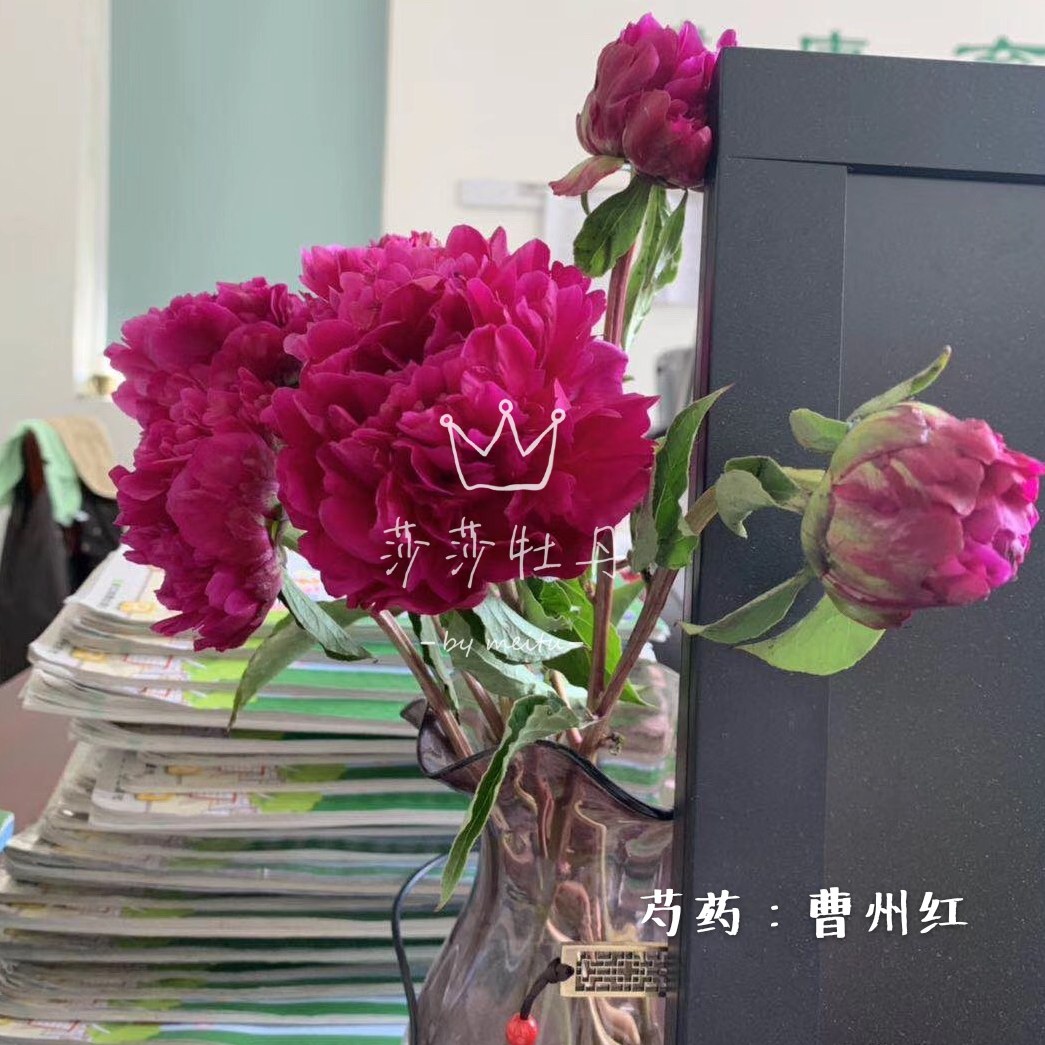 Sasa Peony Caozhou red Heze Chinese herbaceous peony Fresh Cut Flowers Seedlings courtyard flowers and plants plant 2020 Autumn deliveryin the Flower delivery/Flowers simulation/Plants gardening , Flowers/Potted plants (New) , Flowers  category - from Buy2taobao.com to provide professional Taobao agent buy service