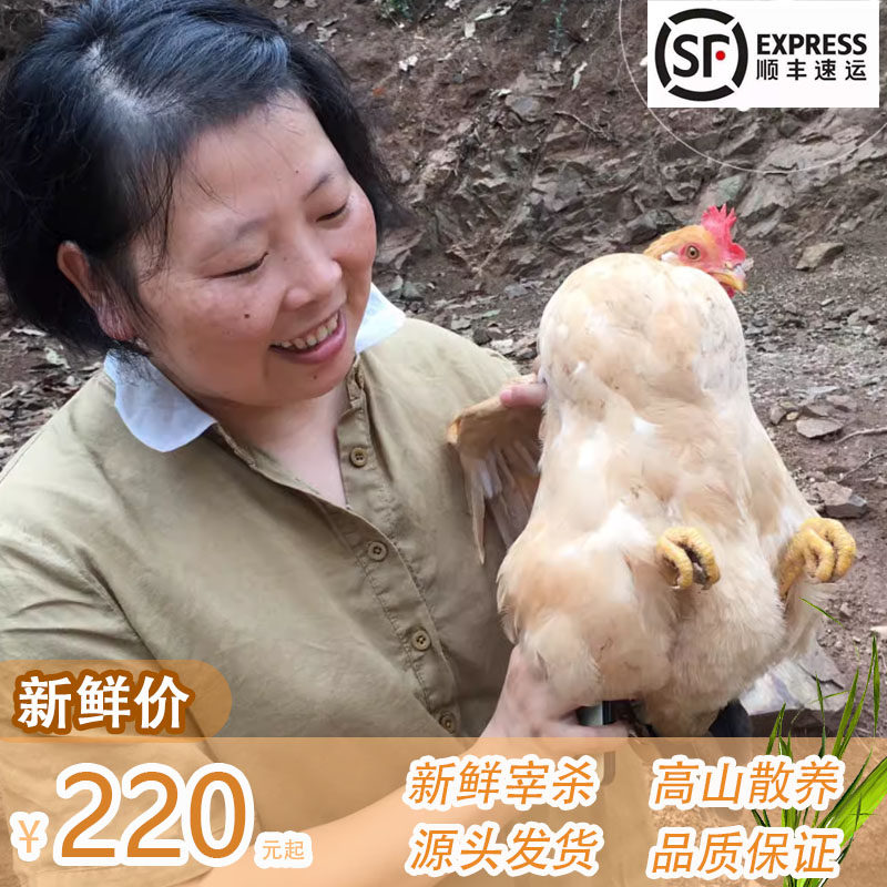 土鸡农家散养千岛湖 十月鸡 炖汤鸡孕妇月子滋补高山土鸡