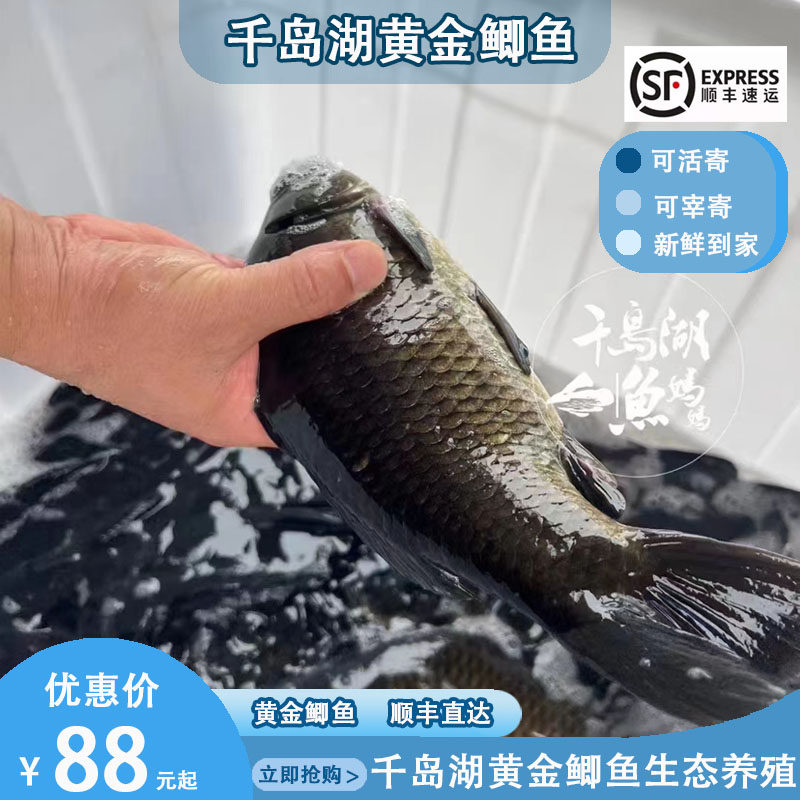 千岛湖黄金鲫鱼生态养殖鲫鱼活寄鲜活到家孕妇产妇炖汤包邮到家