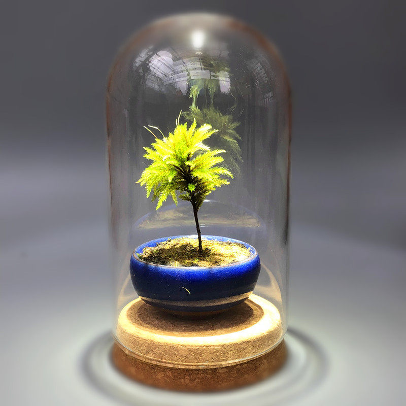 DIY生态瓶办公室桌面绿植迷你盆栽苔藓微景观玻璃罩套装趣味植物