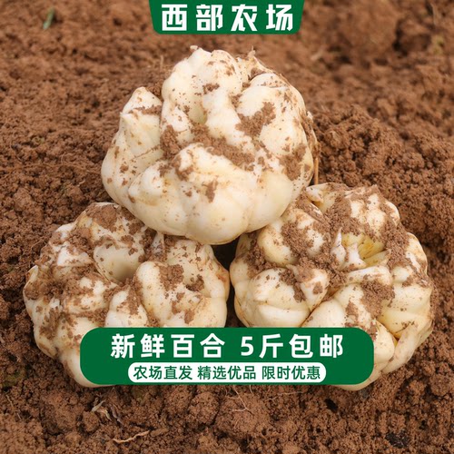 2026百合新鲜食用湖北恩施特产正宗富硒龙山宜兴同种粉糯微苦包邮