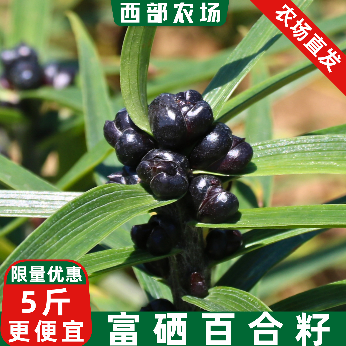 2026恩施富硒百合籽新鲜现摘微苦