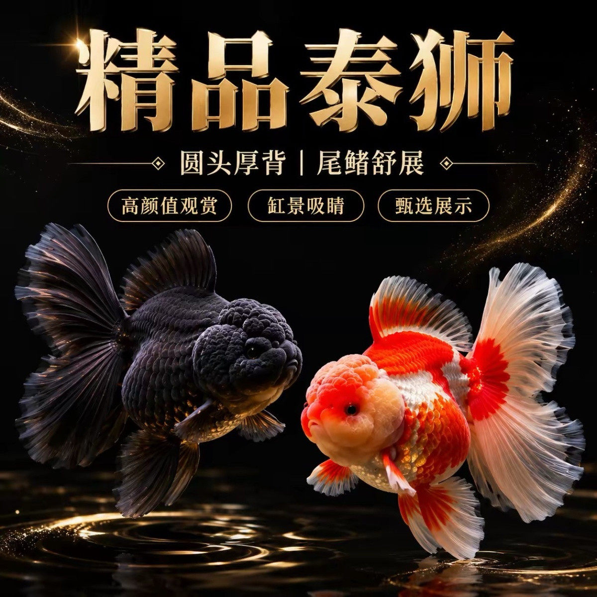 泰狮玛丽活体观赏鱼耐活招财