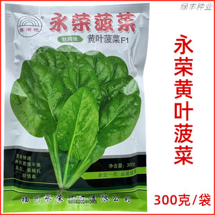 永荣黄叶菠菜种子生长快叶片大产量高卖相好基地春秋冬季菠菜种孑