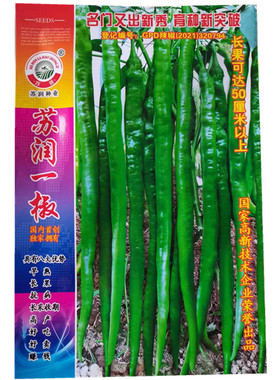 苏润一椒线辣椒种子 早熟采收期长产量高绿色长条椒 线辣椒种
