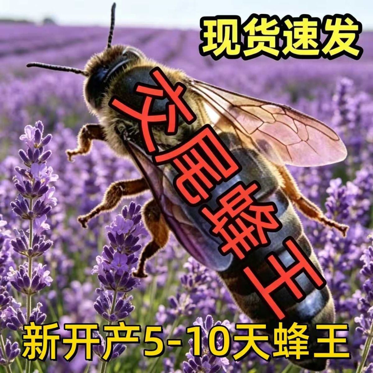 中蜂蜂王蜜蜂高产种王伏牛产卵王阿坝双色新开产王伏龙王包产包活