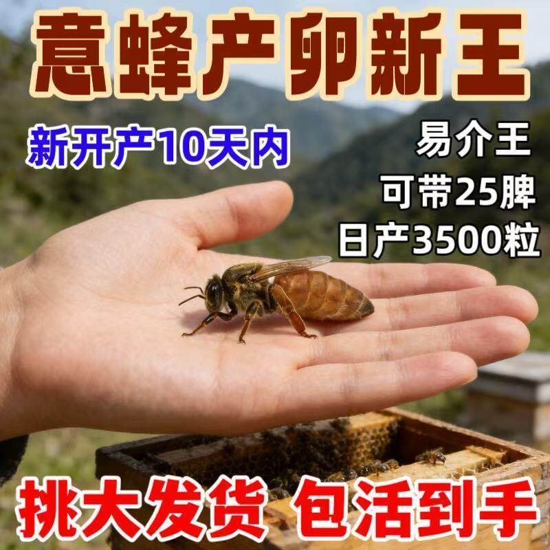 意蜂蜂王意蜂种王蜜王浆王东北黑蜂金喀产卵王卡意开产王高产蜂王