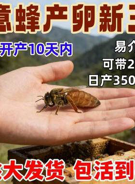 意蜂蜂王意蜂种王蜜王浆王东北黑蜂金喀产卵王卡意开产王高产蜂王