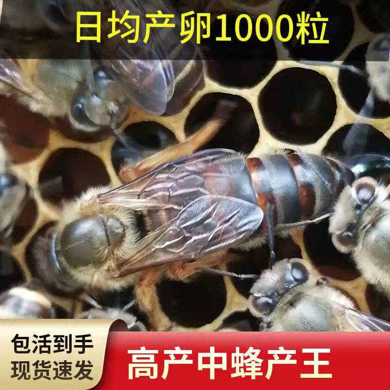 中蜂蜂王伏牛种王蜂王台交尾开产高产阿坝杂交处女产卵双色土蜂王