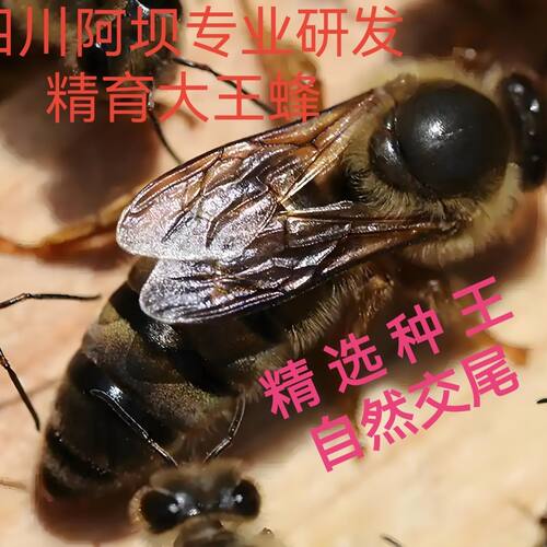 中蜂种王阿坝蜂王纯自然交尾正宗开产王特大号广东蜂王优质产卵王