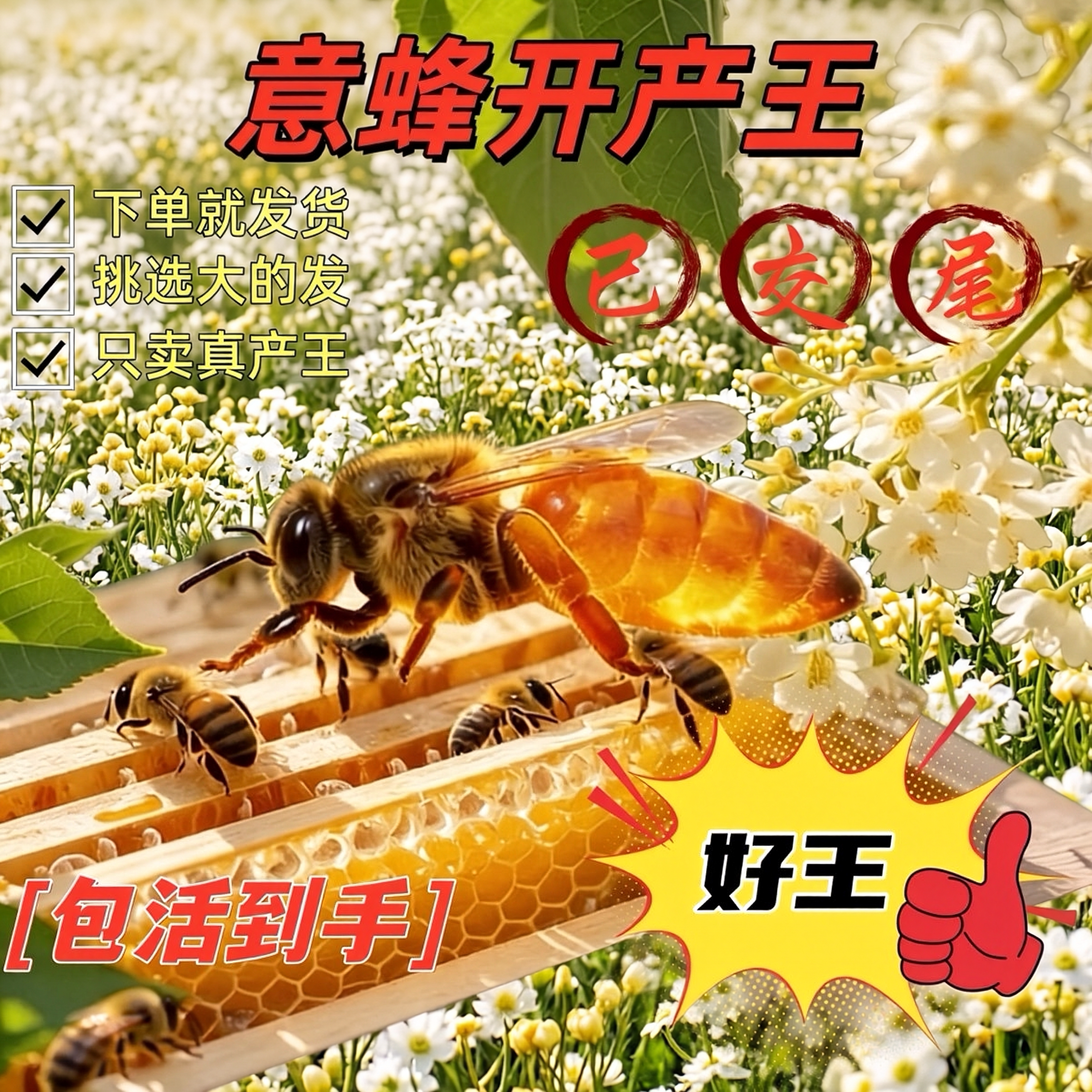 意蜂蜂王意蜂新开产王蜜浆种王意蜂产卵王产子王金喀蜜型高产王