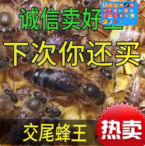 中蜂蜂王种王高产蜜蜂王土蜂王活体产卵阿坝优质新开产王蜜蜂活群