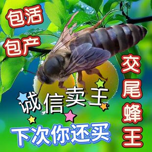 中蜂新开产王强群阿坝高产种王伏牛土蜂性情温顺广东产卵王产满脾