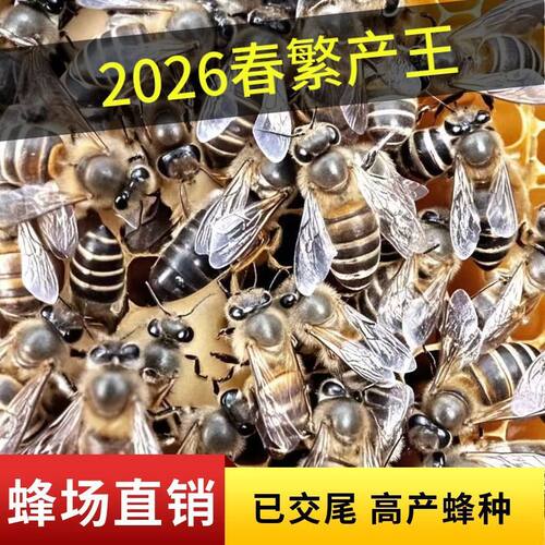 【四川蜂王】优质中蜂蜂王中华蜂王产卵蜂王中蜂蜜蜂开产王双色王