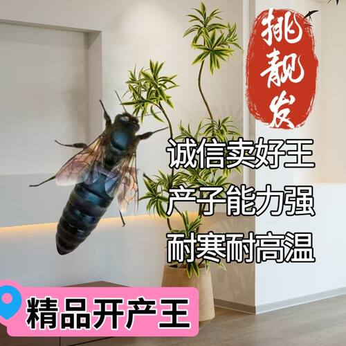【现货速发】优质中蜂蜂王中华开产王正品产卵王四川蜂王蜜蜂种王