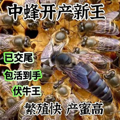 中蜂优质蜂王已交尾种王土蜂王伏牛王双色阿坝开产王