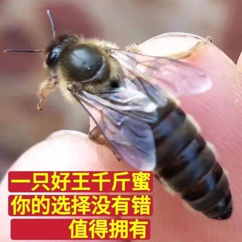 中蜂开产王四川蜜蜂王优质伏牛杂交正宗阿坝产卵种王湖南广东蜂王