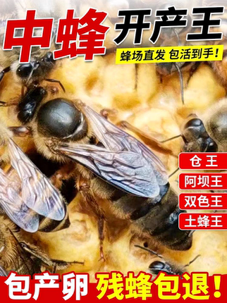 中蜂蜂王中蜂开产王强群种王优质高产蜂王阿坝活体土蜂四川产卵王