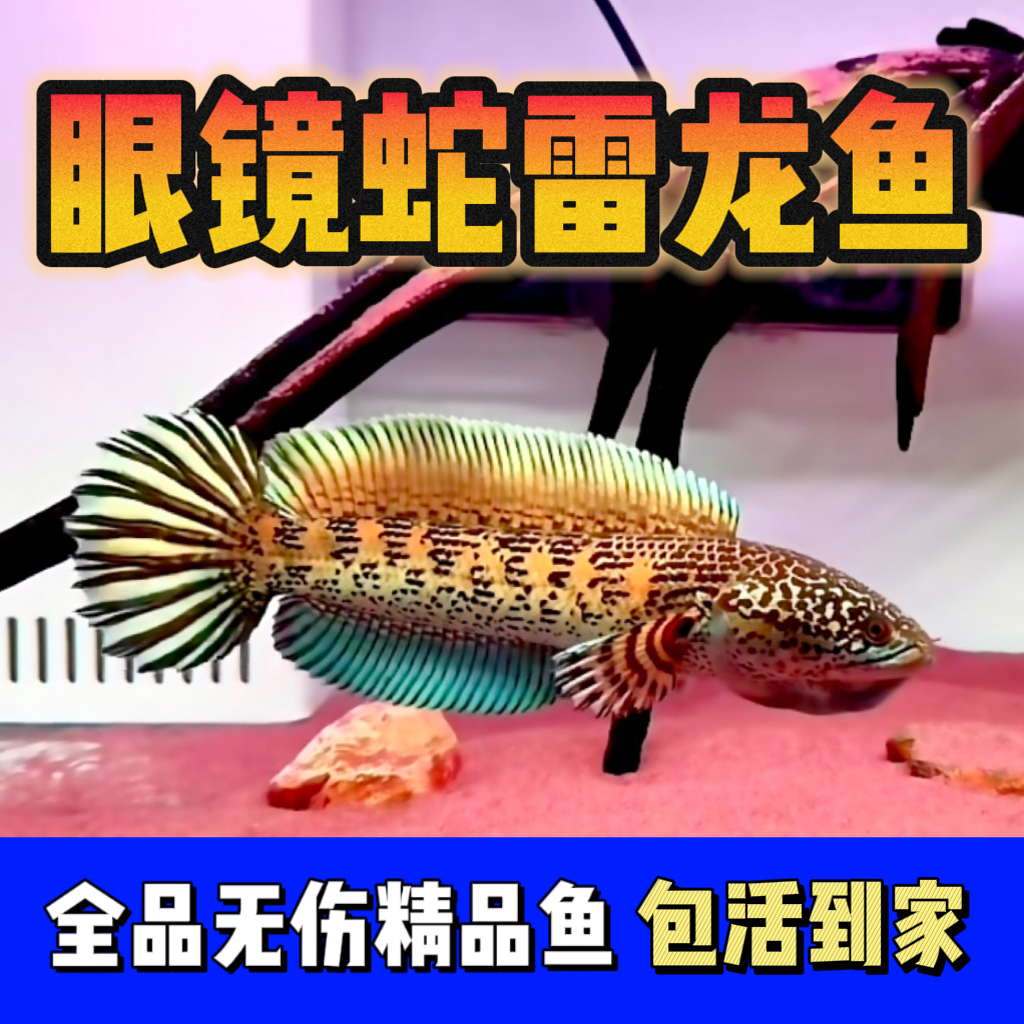 印尼黄金眼镜蛇雷龙鱼幼苗奶茶大帆血斑火背雷龙巴卡黄嘴幻蓝雷龙