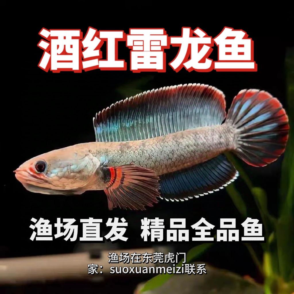 酒红雷龙鱼观赏鱼冷水鱼南鳢雷龙鱼七彩雷龙活体雷龙鱼小型雷龙鱼