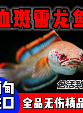 梦幻血斑雷龙鱼血斑一型冰火雷龙