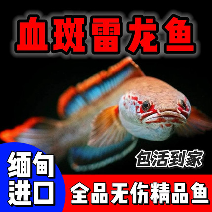 血斑一型梦幻冰火雷龙鱼火背发色艳丽小型鱼缅甸雷龙鱼鬼王七彩