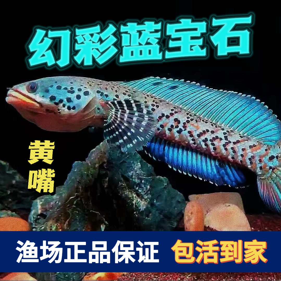 印尼黄嘴幻彩蓝宝石雷龙鱼中型观赏雷龙幻红雷龙鱼苗奶茶雷龙蓝系