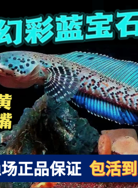 印尼黄嘴幻彩蓝宝石雷龙鱼中型观赏雷龙幻红雷龙鱼苗奶茶雷龙蓝系