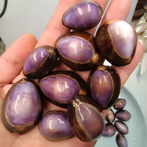 海底洋-紫雪山宝螺贝壳海螺标本收藏批发鱼缸装饰摆设寄居蟹