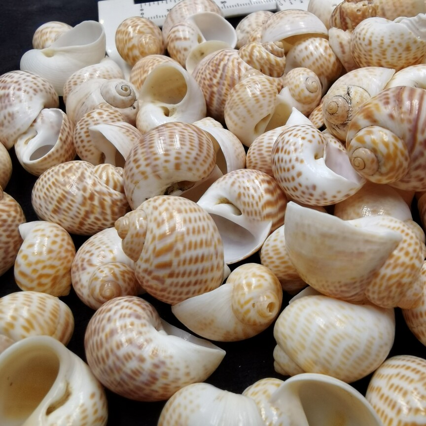 海底洋-鸟蛋螺天然贝壳海螺海星斑玉螺diy寄居蟹鱼缸装饰18包邮