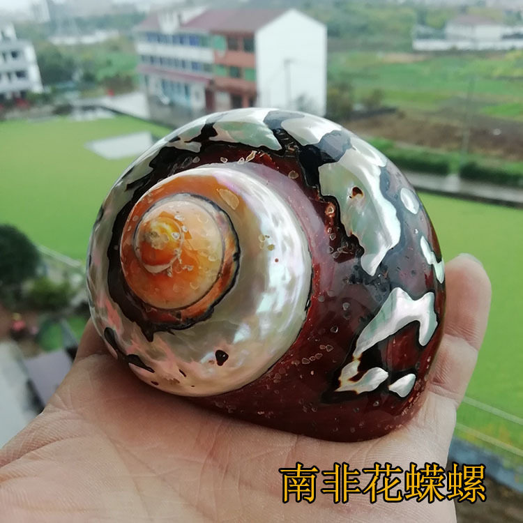 天然精品海螺贝壳 标本螺南非嵘螺 收藏品南非蝾螺 鱼缸造景装饰