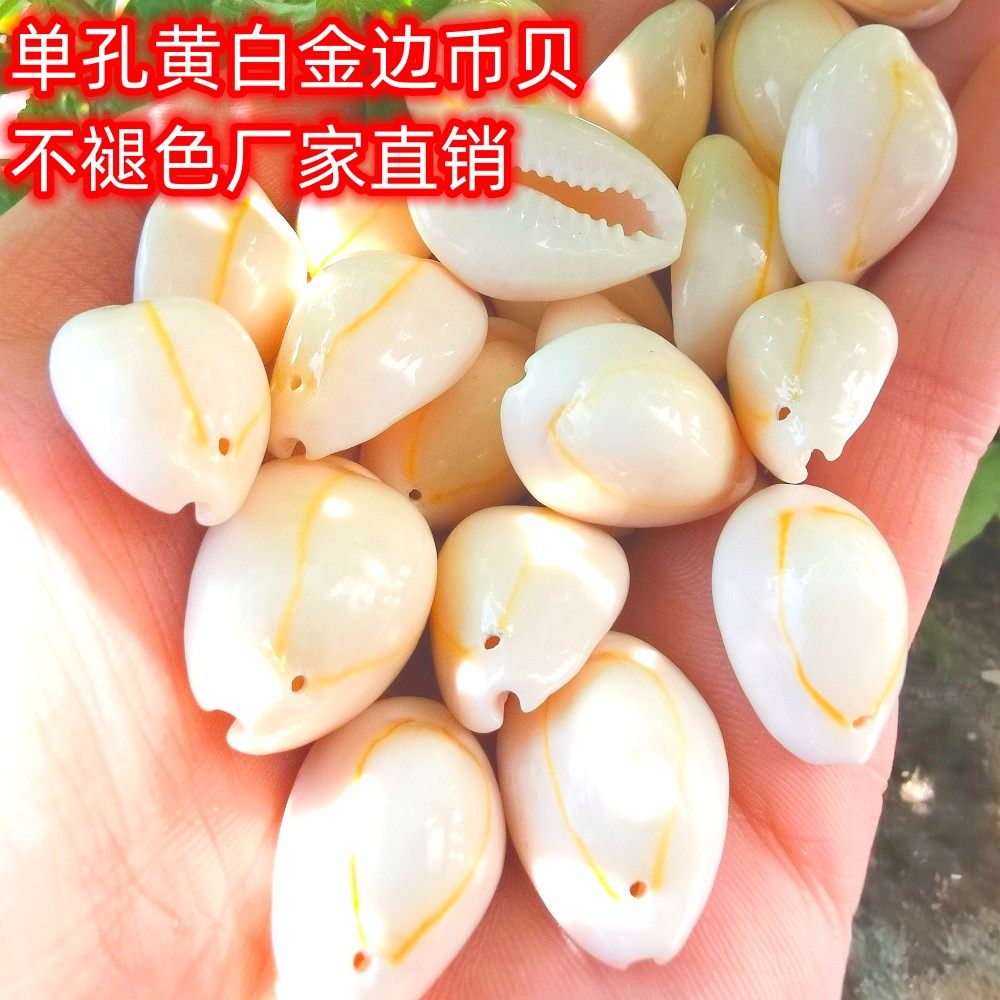 天然打孔-古货钱币贝金边贝壳海螺收藏 鱼缸地台微景观装饰 挂坠