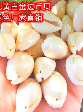 天然打孔-古钱币贝金边海螺贝壳