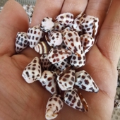 包邮 海底洋 饰18 饰装 黑豹芋螺天然贝壳海螺海星DIY寄居蟹鱼缸装