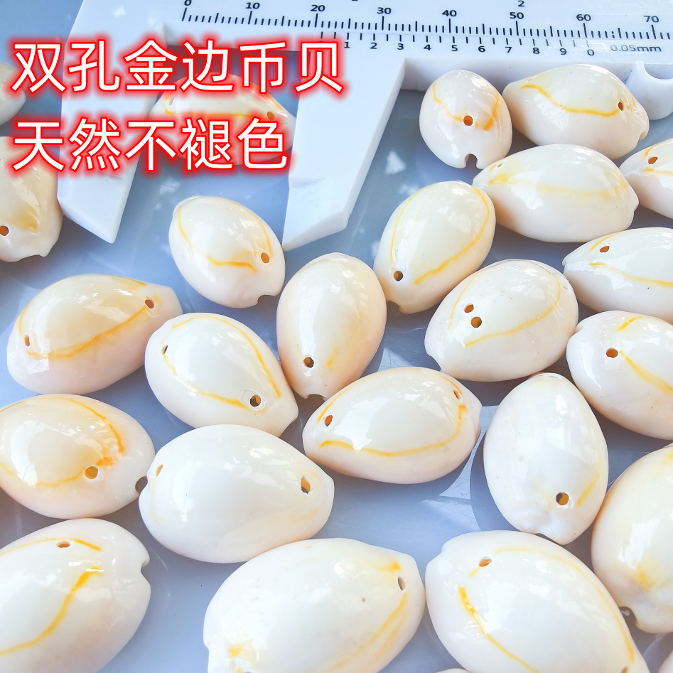 A+双孔黄金边螺天然海螺贝壳 金环宝螺 小钱币贝DIY手工饰品配件