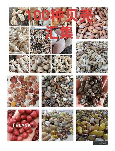 海底洋寄居蟹贝壳海螺diy批发