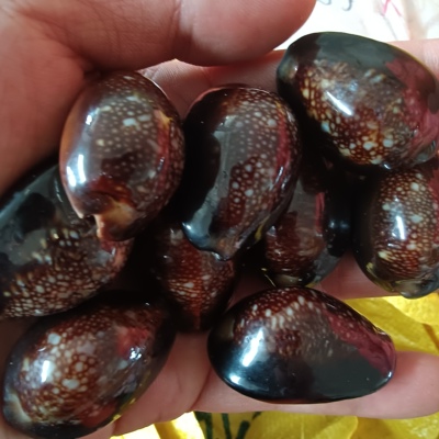 2-3cm天然打孔海螺贝壳diy