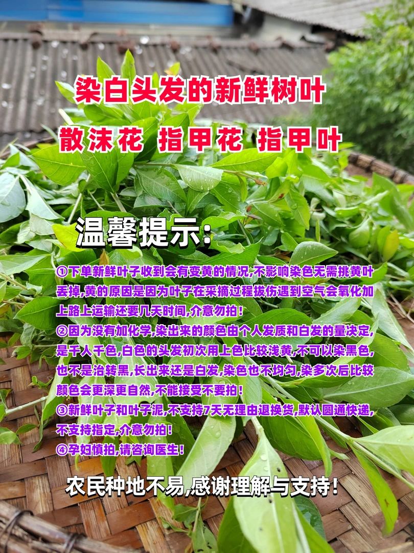自家散沫花指甲叶遮盖白发养护防脱止痒去屑当天现摘精选纯叶无杆