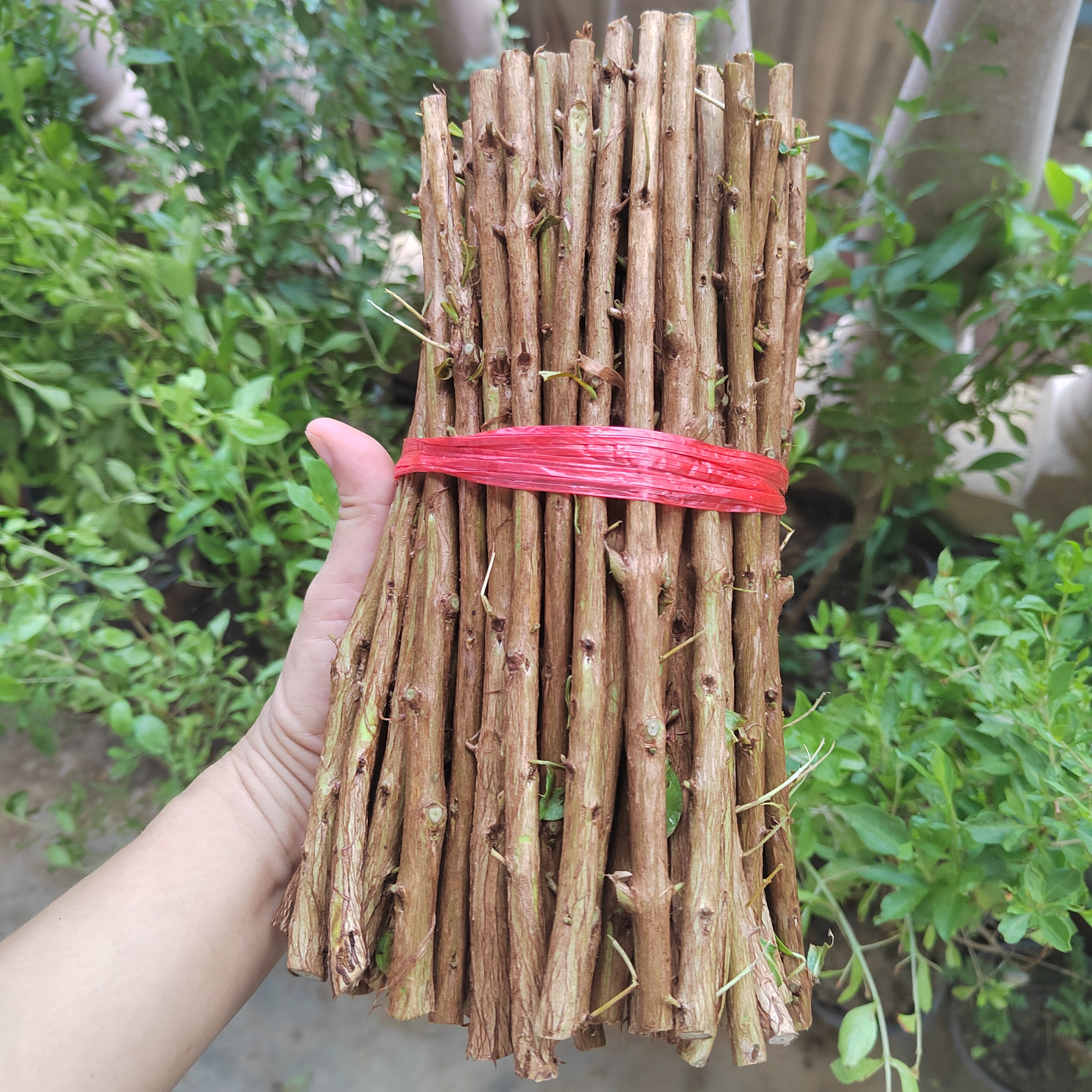 【树枝~扦插用】散沫花指甲花只发新鲜树枝不包成功