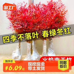 南天竹盆栽树苗火焰室内老桩盆景室外庭院耐寒竹子花卉绿植阳台