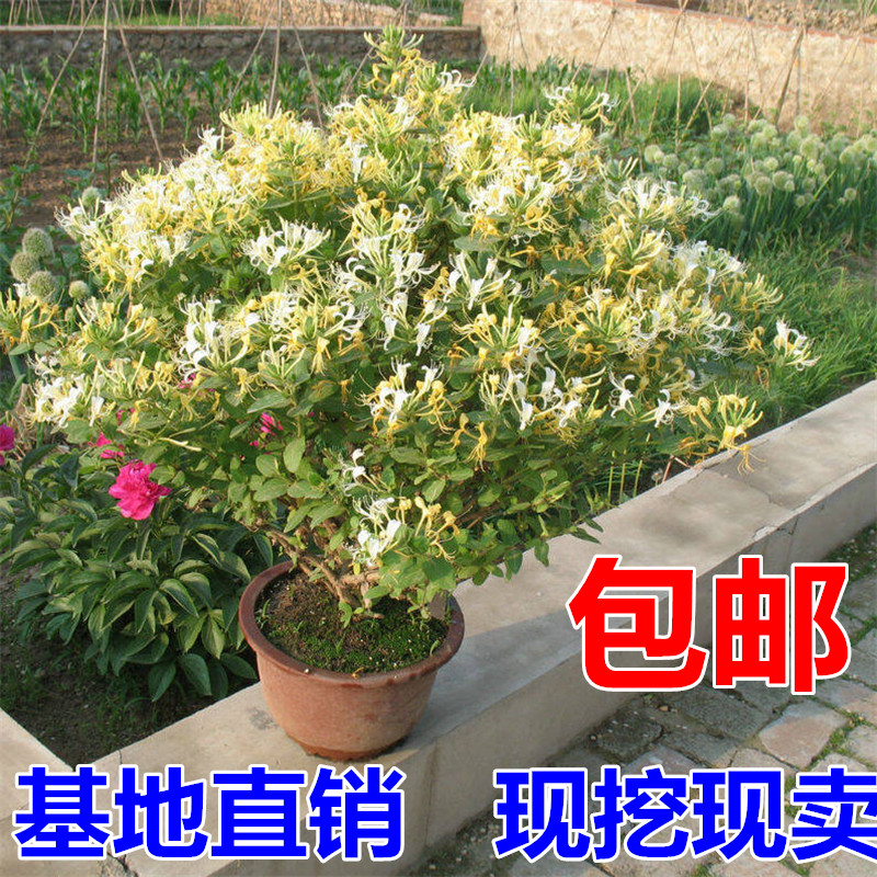 绿植金银花四季爬藤植物可食用