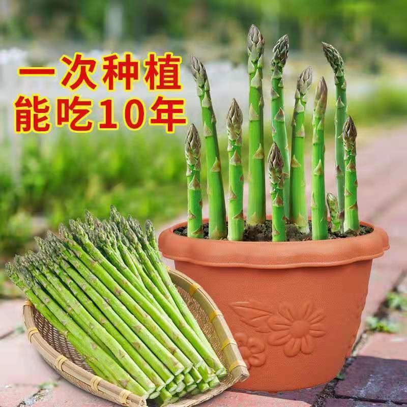 进口蔬菜种子【芦笋种子】世界名菜多规格菜耐热抗寒蔬菜四季播种