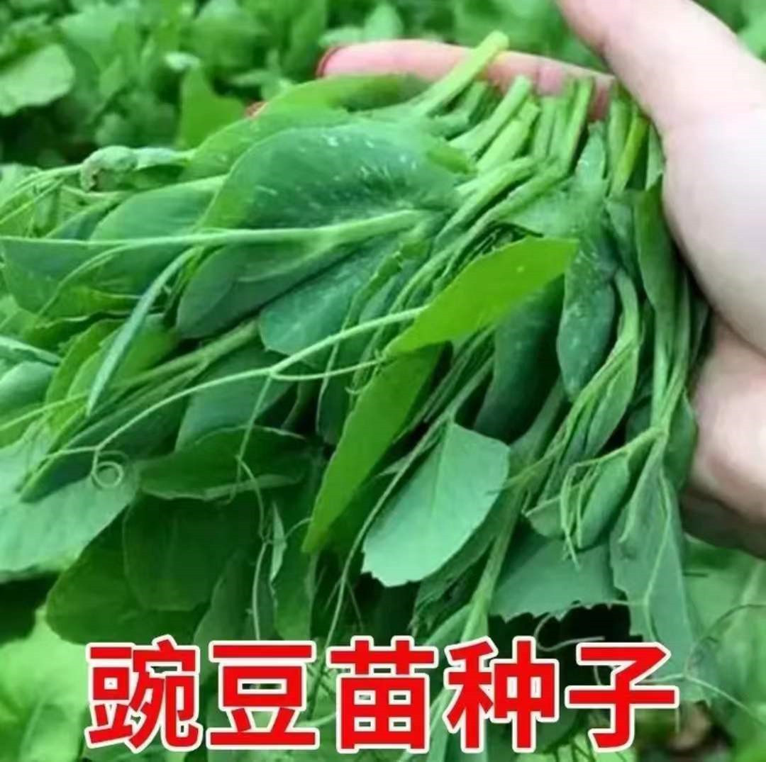 豌豆尖种子土培无土水培发豌豆尖芽苗菜种籽阳台盆栽四季种植
