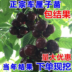 正宗车厘子树苗樱桃树苖大樱桃苗南方北方种植水果树果苗当年结果