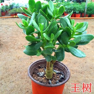 室内防辐射净化空气绿植花卉四季 玉树盆栽玻璃翠燕子掌大多肉植物