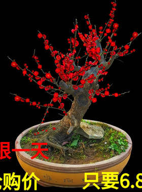 梅花盆栽老桩原生红梅腊梅盆景树苗耐寒花卉植物室内阳台庭院花苗