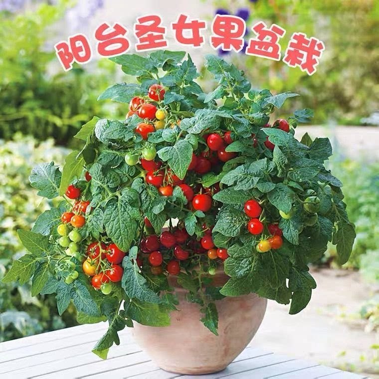 矮生盆栽番茄种子 阳台蔬菜 可观赏使用 优质小樱桃番茄种子四季