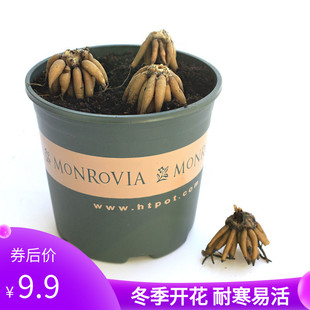 花毛茛种球洋牡丹花室内室外四季开花易活花卉植物盆栽耐寒冬季花